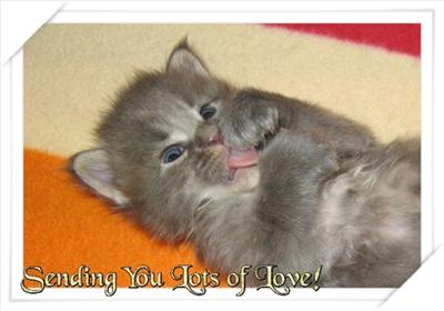 kitten
