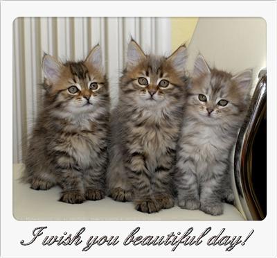 kitty wish