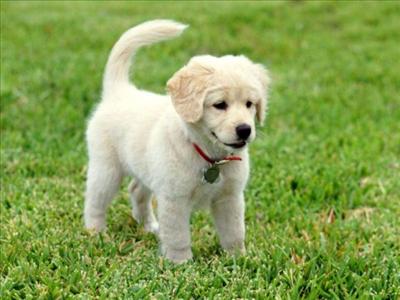 Köpek