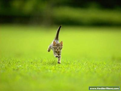 Kedi