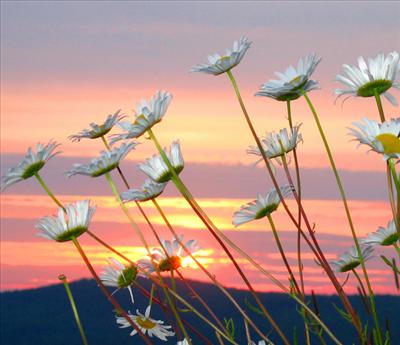 wildflowers