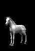 Cavallo ღstressღ