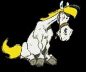 Cavallo ღtristezzaღ