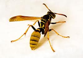 Wasp