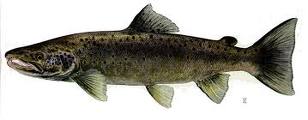 Salmon