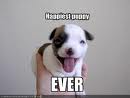 puppy
