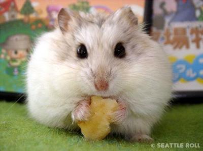 Hamster