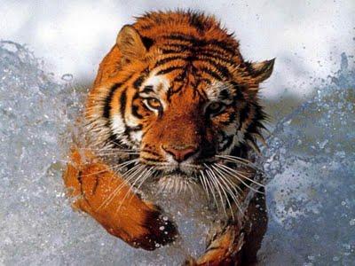 Tigre