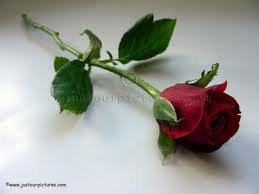 Red Rose..