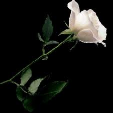 White Rose..