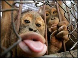 funny Kiss for you..