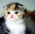 Cat Picture 4