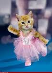 Cat Picture 3