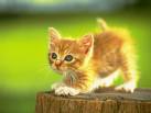 Halloween Kitten