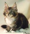 Big-eared Kitten