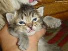 Squishy Kitten