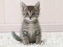 Sittin' Kitten