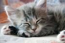 Sleepy Kitten