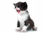 Fierce Kitten