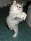 Flyin' Kitten