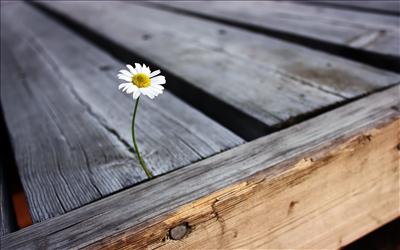 daisy