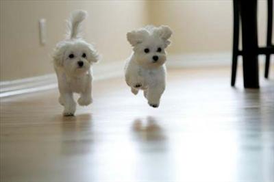 Puppies