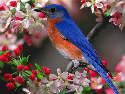 Birds