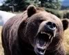 bear