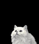kitty