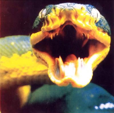 snake