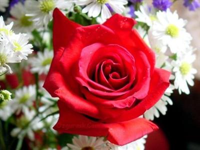red rose