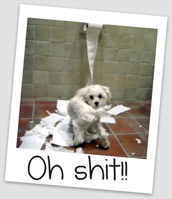 NAUGHTY PUP