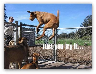 GUARD DOG