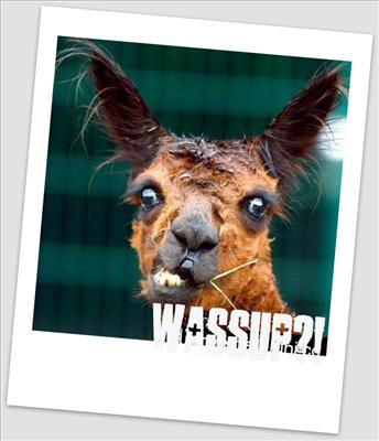 LLAMA
