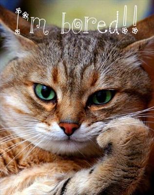 BORED CAT