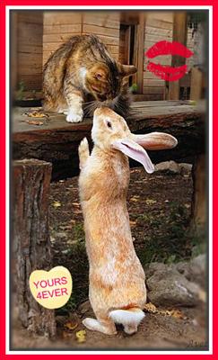 BUNNY LOVE