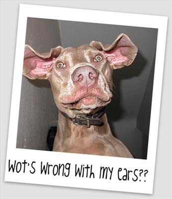 DOGS EARS