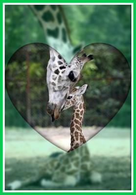 GIRAFFE MUM