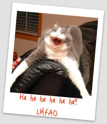 LAUGHING CAT