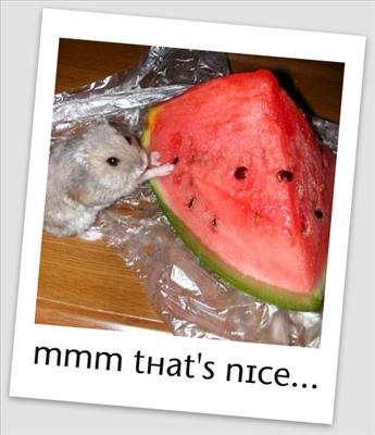HUNGRY GERBIL