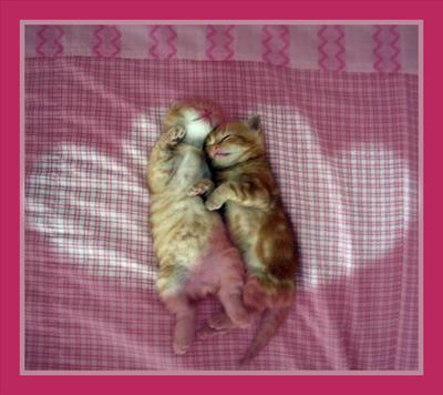 CAT CUDDLE