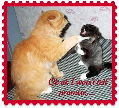 CAT FIGHT