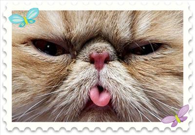 CHEEKY CAT