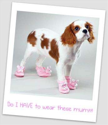 DOG SLIPPERS