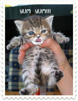 CAT GOT THE CREAM