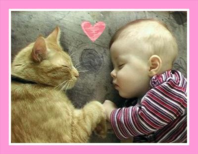 CAT NAP