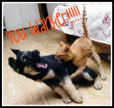 LIKE CATS N DOGS