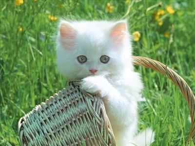 Kedi