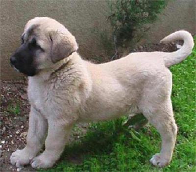 Köpek