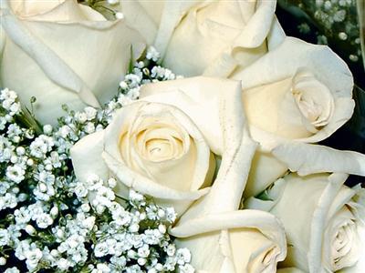 white roses
